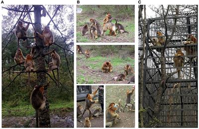 Identification of Atypical Enteropathogenic Escherichia coli O98 from Golden Snub-Nosed Monkeys with Diarrhea in China